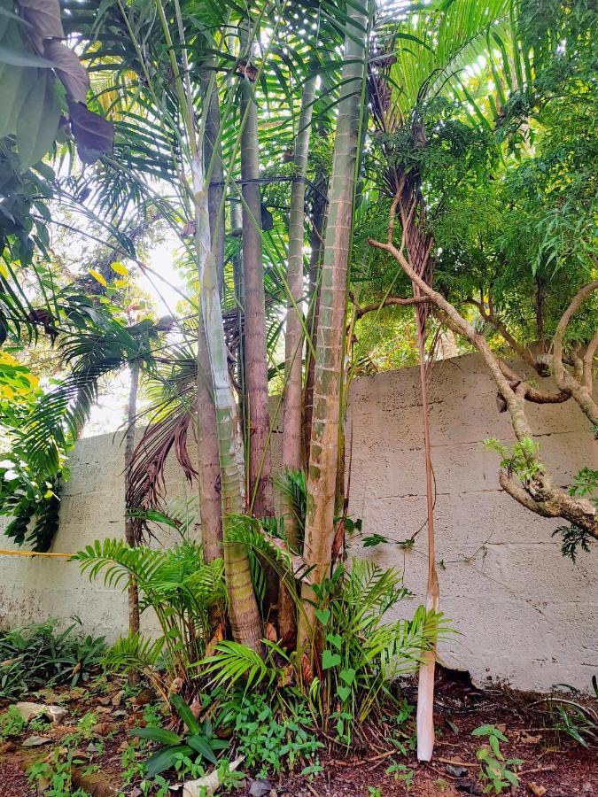 Gogonuts Hostel バルカラ エクステリア 写真